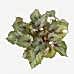 Begonya - Begonia Rex Lila Nora