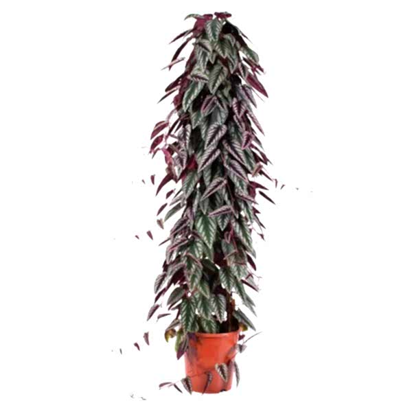 Cissus Discolor - Sarmaşık Begonya