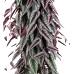 Cissus Discolor - Sarmaşık Begonya