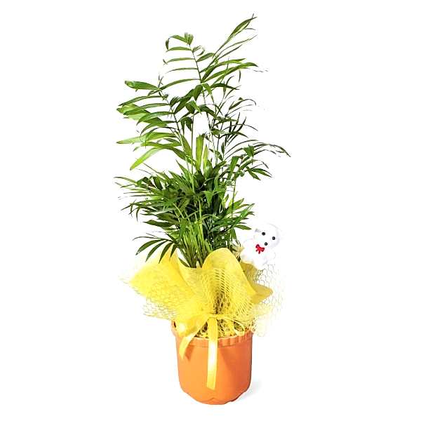 Dağ Palmiyesi - Chamaedorea Turuncu Lily
