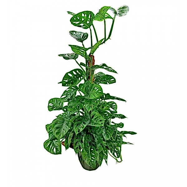 Deve Tabanı - Monstera 