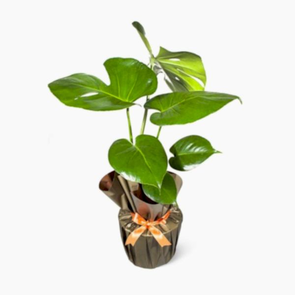Deve Tabanı - Monstera Deliciosa 