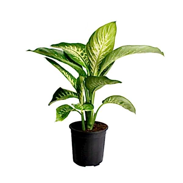 Difenbahya - Dieffenbachia Tropic snow