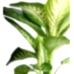 Difenbahya - Dieffenbachia Tropic snow