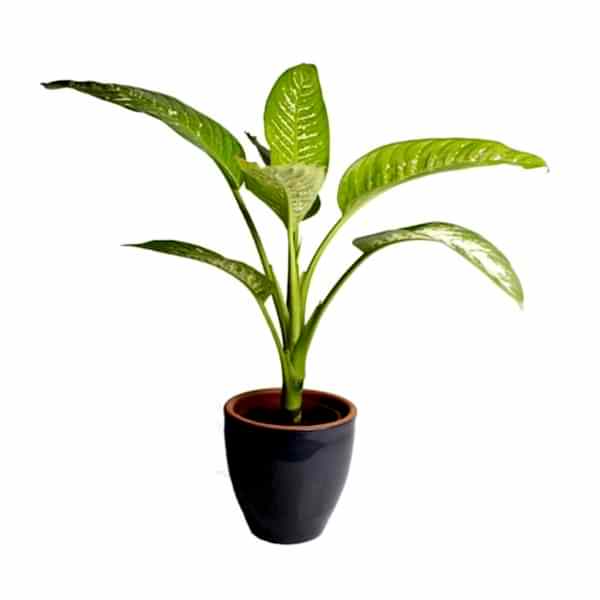 Difenbahya - Dieffenbachia Tropic snow Terracotta 