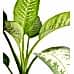 Difenbahya - Dieffenbachia Tropic snow Terracotta