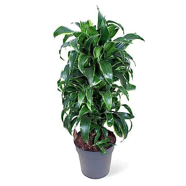 Dracaena -  Fragrans Compacta