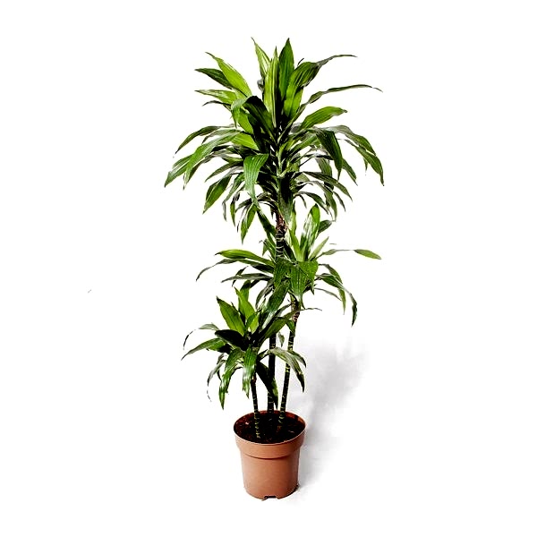 Dracaena - Janet 