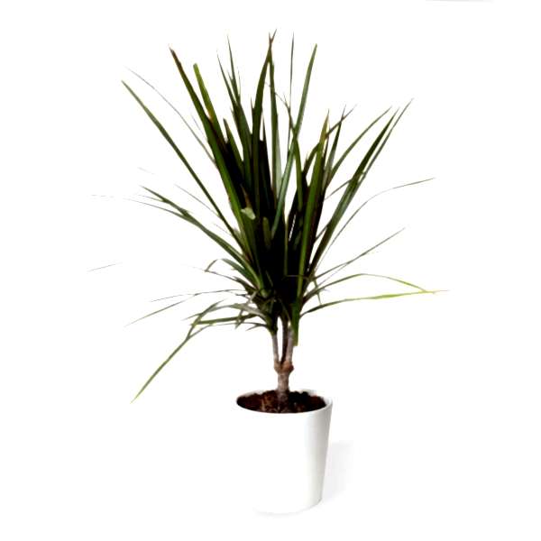 Dracaena - Marginata Nora