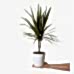 Dracaena - Marginata Nora