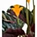Dua Çiçeği  - Calathea Crocata Kahverengi Anna