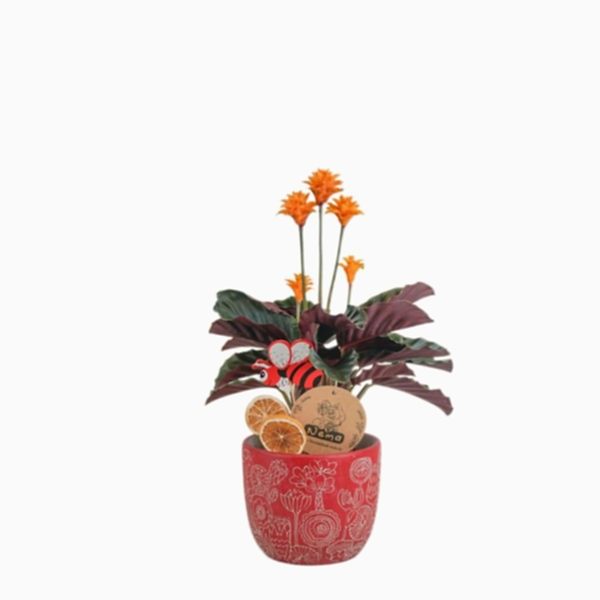 Dua Çiçeği  - Calathea Crocata Kırmızı Anna