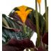Dua Çiçeği  - Calathea Crocata Kırmızı Anna