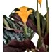 Dua Çiçeği - Calathea Crocata Mavi Anna