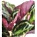 Dua Çiçeği - Calathea Medallion Kahverengi Anna