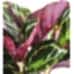 Dua Çiçeği - Calathea Medallion Mavi Anna