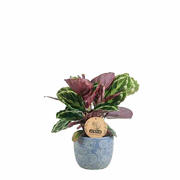Dua Çiçeği - Calathea Medallion Mavi Anna