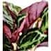 Dua Çiçeği - Calathea Medallion Yeşil Anna