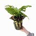 Dua Çiçeği - Calathea Network Musaica
