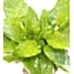 Dua Çiçeği - Calathea Network Musaica