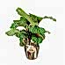 Dua Çiçeği - Calathea Orbifolia