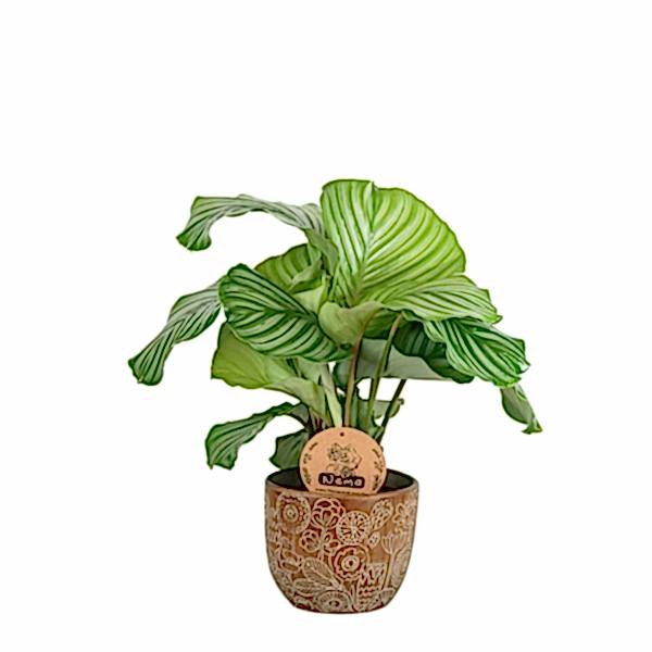 Dua Çiçeği - Calathea Orbifolia Kahverengi Anna 