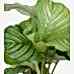 Dua Çiçeği - Calathea Orbifolia Kırmızı Anna