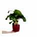 Dua Çiçeği - Calathea Orbifolia Kırmızı Anna