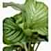 Dua Çiçeği - Calathea Orbifolia Mavi Anna