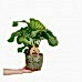 Dua Çiçeği - Calathea Orbifolia Yeşil Anna