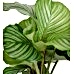Dua Çiçeği - Calathea Orbifolia Yeşil Anna