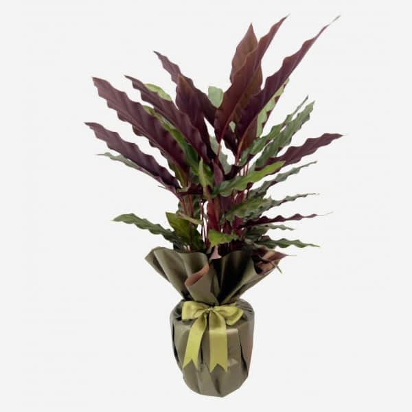 Dua Çiçeği - Calathea Rufibarba 
