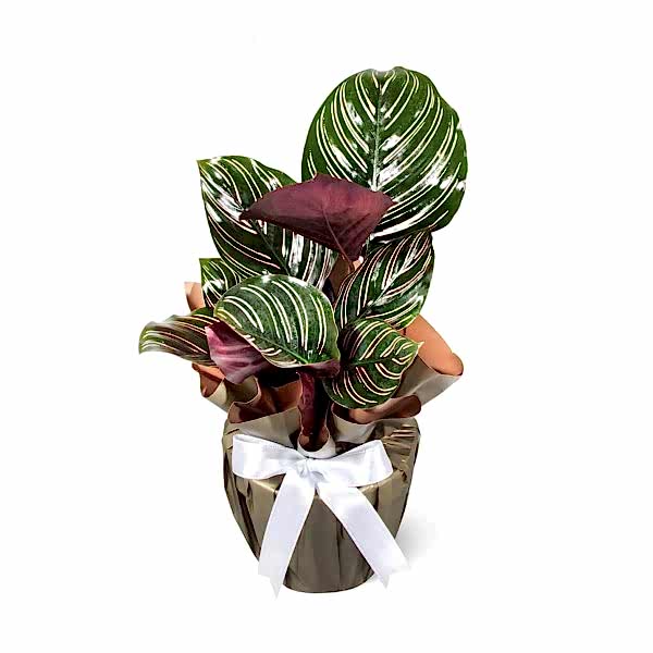 Dua Çiçeği - Calathea Sanderiana 