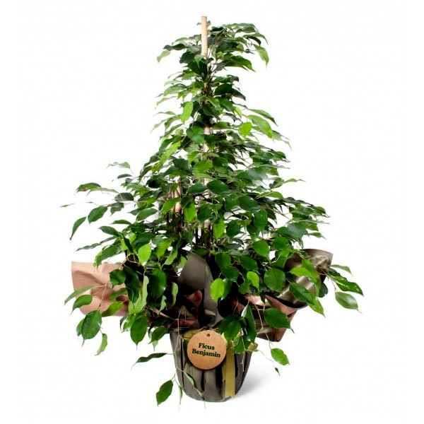 Ficus Benjamin 