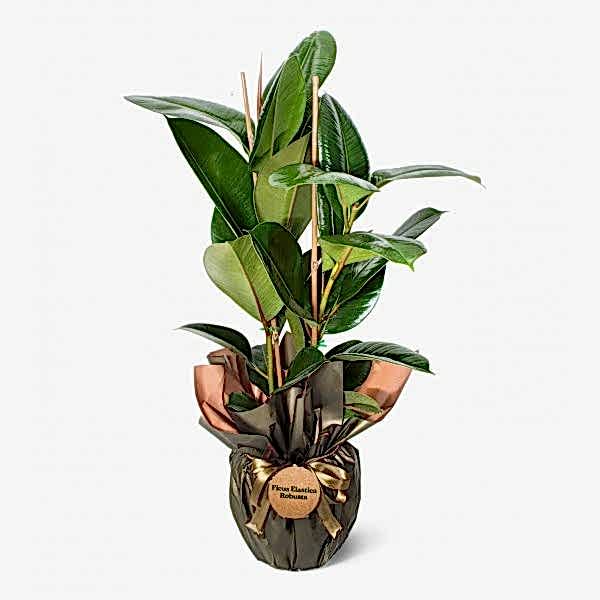 Ficus Elastica Robusta - Kauçuk 2 Dal 