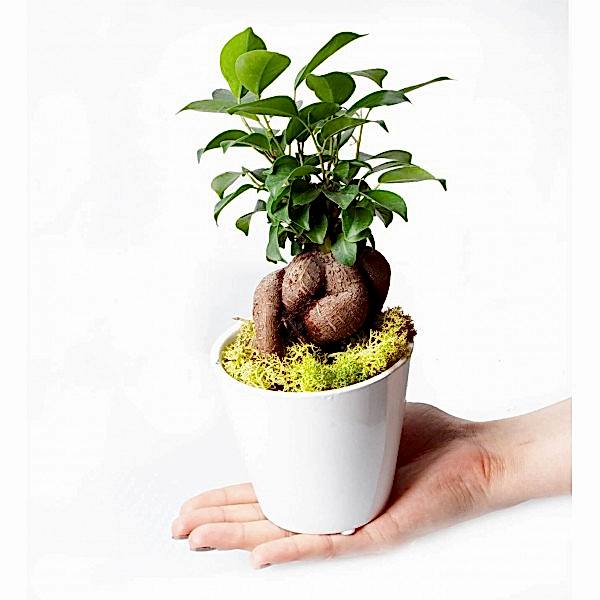 Ficus Ginseng Bonsai - Beyaz Lily