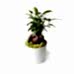 Ficus Ginseng Bonsai - Beyaz Lily