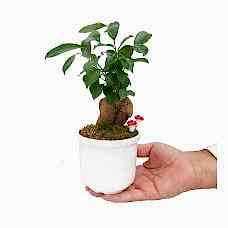 Ficus Ginseng Bonsai - Beyaz Lily