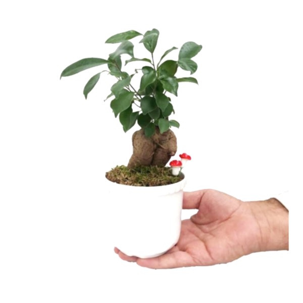 Ficus Ginseng Bonsai - Beyaz Lily