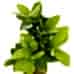 Ficus  Ginseng Bonsai - Drew