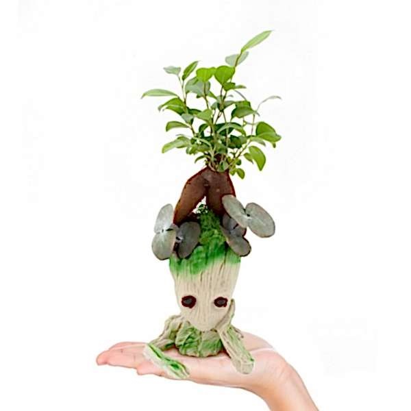 Ficus Ginseng Bonsai - Groot Saksıda