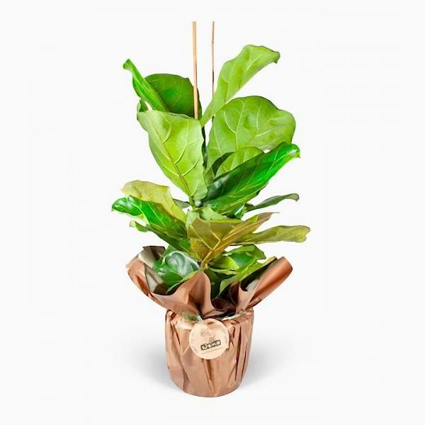 Ficus Lyrata - Keman Yapraklı Kauçuk-1