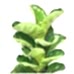 Ficus Lyrata - Keman Yapraklı Kauçuk-1