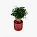 Ficus Natasha -  Rosy