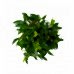 Ficus Natasha -  Rosy