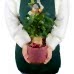 Ficus Natasha -  Rosy