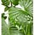 Fil Kulağı - Alocasia Gageana