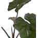Fil Kulağı - Alocasia Yucata Princess  Mavi Anna