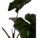 Fil Kulağı - Alocasia Yucata Princess Siyah Anna