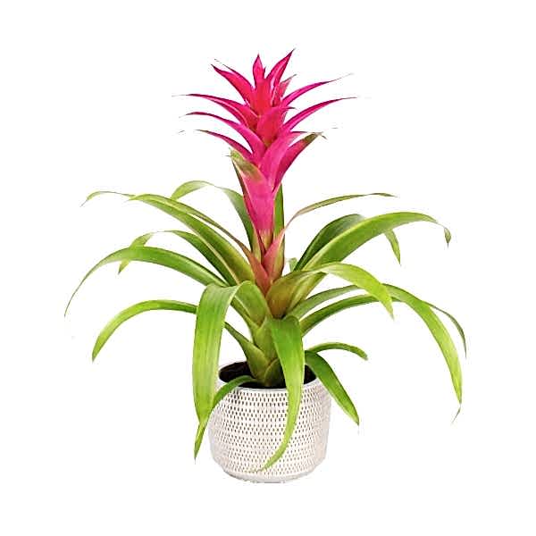 Guzmanya - Pembe Guzmania Gri Lucy
